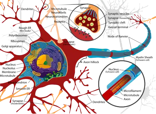 Complete neuron cell diagram en