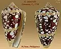 Conus ammiralis Linnaeus, C., 1758