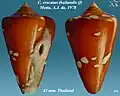 Conus crocatus thailandis Motta, A.J. da, 1978