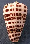 Conus eburneus, abapertural view Hwass in Bruguière, J.G., 1792