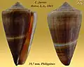 Conus furvus Reeve, L.A., 1843