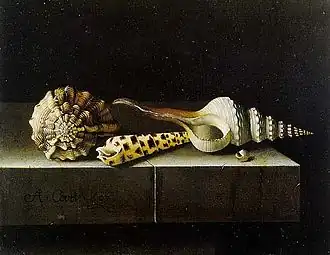 Still Life with Shells, Adriaen Coorte, 1697