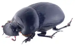 Copris repertus female