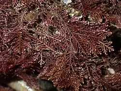 Corallina officinalis, a coralline red alga
