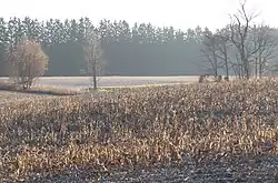Corn field near Walsh after picking.
