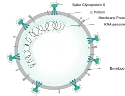 Figure of a spherical SARSr-CoV virion showing locations of structural proteins forming the viral envelope and the inner nucleocapsid