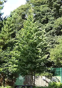 A young Turkish hazel planted in a city park