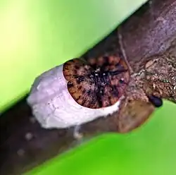 Cottony maple scale(Pulvinaria innumerabilis)