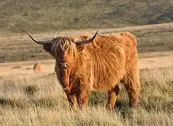 a shaggy orange-red cow with wide-spreading horns