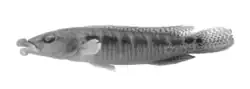 Black and white phot of a preserved Crenicichla tendybaguassu specimine