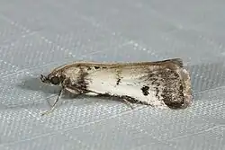 A Creobota grossipunctella moth.
