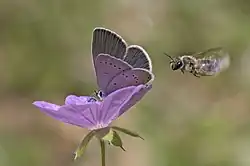 A small blue and a bee