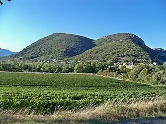 A vineyard at Curnier