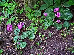 Two plants in a garden in Karlsruhe, Germany