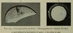 "Mycosphaerella pomi" a) spot induced by inoculation of apple, b) mycelium in agar