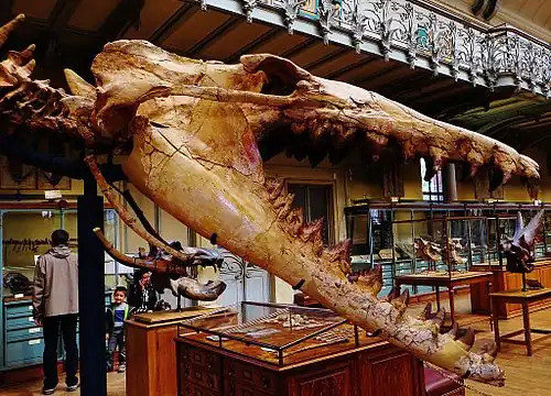 Jaw of a Cynthiacetus, an early whale, from Peru