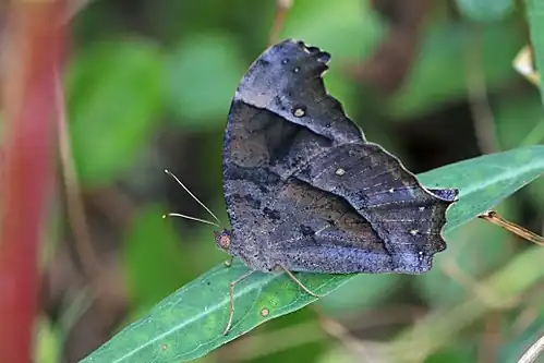 M. p. bethami dry-season form Madhya Pradesh, India