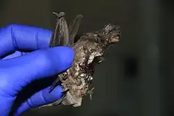 Photo of Davison's Mastiff Bat (Promops davisoni) uploaded from iNaturalist