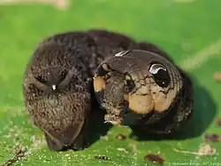 Larva of elephant hawkmoth (Deilephila elpenor) displaying eyespots when alarmed