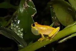 D. ebraccatus with eggs