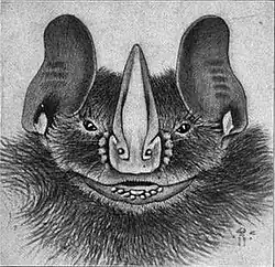 Drawing of bat head