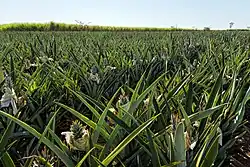 Pineapple plantation
