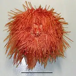 "Diadema palmeri" specimen collected in New Zealand