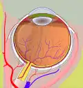 Right eye without labels (horizontal section)