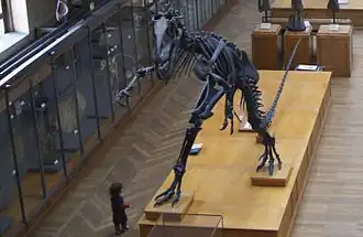 Allosaurus fragilis on the first floor
