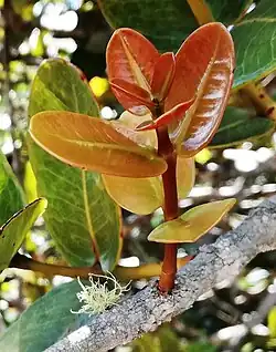 Bright coloured new growth