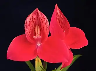 Disa uniflora