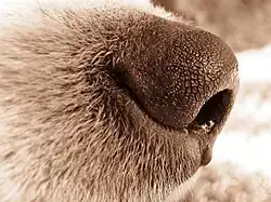Image 45The nose of a dog (from Dog anatomy)