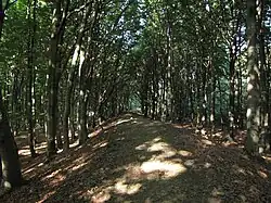 Earthworks of the Celtic Hill fort