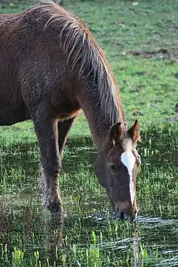 Image 35A horse drinking near Downpatrick