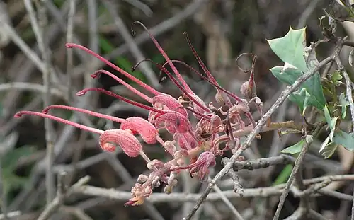 Grevillea bipinnatifida