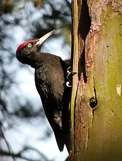 Black woodpecker