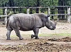 Southern white rhinoceros