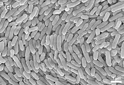 Black and white image of Duganella radicis bacteria taken using an electron microscope