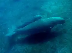 A dugong mother with a calf half its size traveling just above the seabed