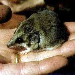 Brown dunnart