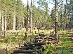 Dunnet Forest. A coniferous area containing some log piles due to restructuring - replacing the conifers with broadleaves