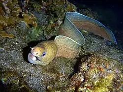 Barred moray (Echidna polyzona)