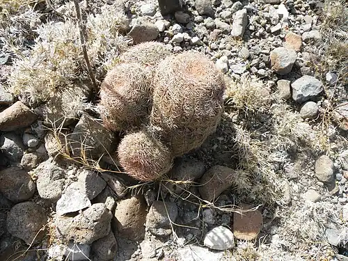 Plant growing 56&nbsp;km South of Estacion Vanegas, San Luis Potosí