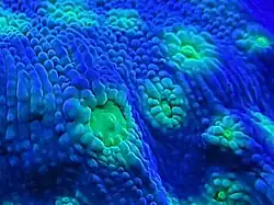 Detail of an echinopora lamellosa showing the polyp, the polypierite, and the coenosarc that covers the coenosteum.