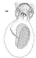 Female genitalia