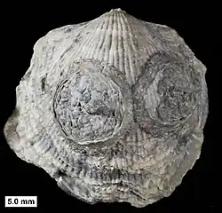 Edrioasteroid, possibly Krama or Agelacrinites, with dissociated ambulacral plates