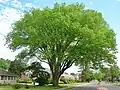 West Hartford Elm - Large American elm in West Hartford, Connecticut (May 2017). Girth 16 ft, 3 inches at 4.5 ft above ground; height 74 ft; spread 97 ft.