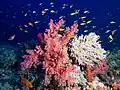 Soft corals and Anthias at Elphinstone Reef