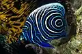 Close up of Juvenile Emperor angelfish at Marsa Alam Egypt, 2014
