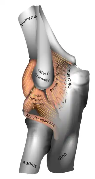 Upper extremity of left ulna. Lateral aspect